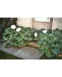 Datura AKA Devil's Trumpet 'Evening Fragrance' 