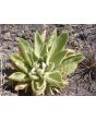 Common Mullein