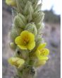 Common Mullein