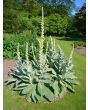 Common Mullein