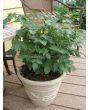 Tomato 'Remy Rouge' Plant (4" Pot, single)