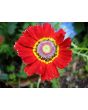 Tricolor Daisy Mixed Color