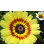 Tricolor Daisy Mixed Color