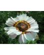Tricolor Daisy Mixed Color