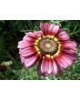 Tricolor Daisy Mixed Color
