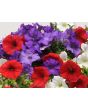 Petunia, Classic Colors Mix Seeds (Certified Organic)