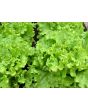 Endive 'Broad-leaved Batavian' 