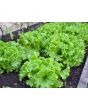 Endive 'Broad-leaved Batavian' 
