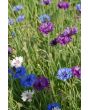 Bachelor's Button 'Polka Dot Mix'