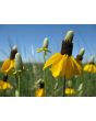 Mexican Hats Mix 