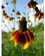 Mexican Hats Mix 