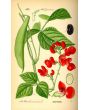 Scarlet Runner Bean