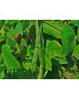 Scarlet Runner Bean