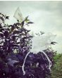 Hot Ornamental Pepper ‘Fluorescent Purple’ 