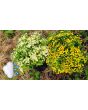 Chrysanthemum 'Golden Ball' Seeds (Certified Organic)