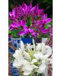 Spider Flower Mix