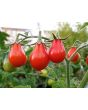 Tomato 'Red Pear'