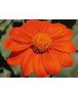 Mexican Sunflower 'Red and Orange Torch Mix' Seeds (Certified Organic)