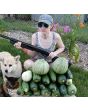 Zucchini Summer Squash 'Cocozelle' Plants (4PK)