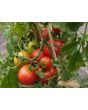 Tomato 'Sub-Arctic Plenty' 