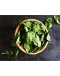 Sweet Basil, Common 