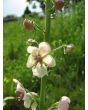 Moth Mullein Seeds (Certified Organic)