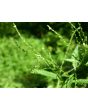 White Vervain Seeds (Certified Organic)