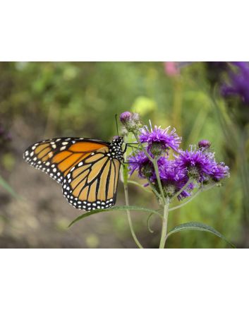 New York Ironweed