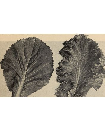 Mustard 'Florida Broadleaf'
