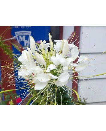 Spider Flower 'White Queen'