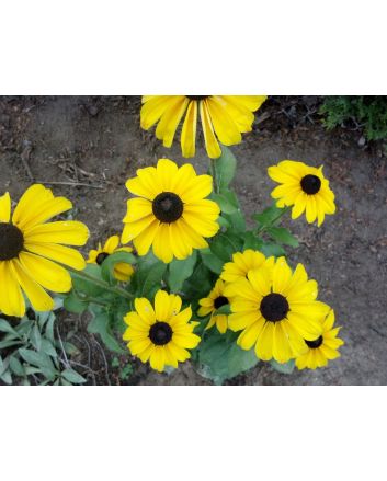 Black-Eyed Susan 'Indian Summer' 