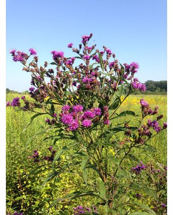 New York Ironweed