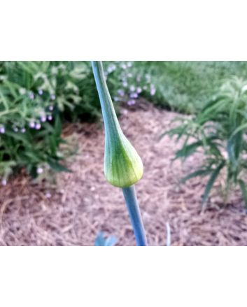 Leek 'Pandora' 