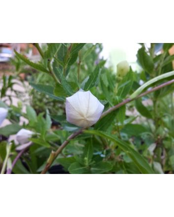 Balloon Flower Mix