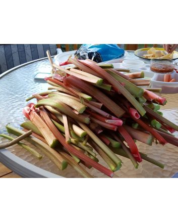 Rhubarb