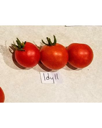 Tomato 'Idyll' Seeds