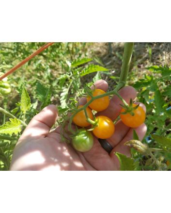 Tomato 'Small Gold Cherry'