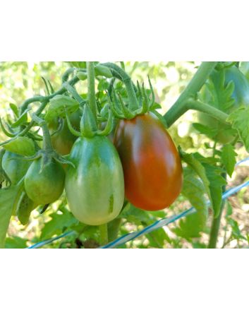 Tomato 'De Barao Chornyy' AKA 'Chocolate Berry' 