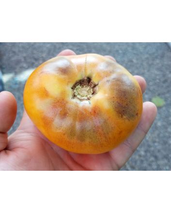 Tomato 'Purple Smudge, Orange Fleshed' 