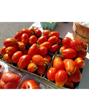 Tomato 'Heidi' 