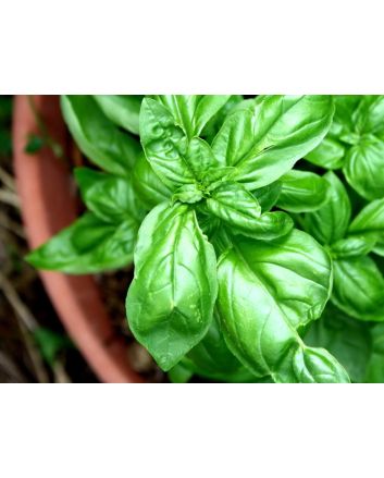Sweet Basil, Common 