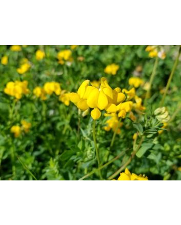 Bird's Foot Trefoil 