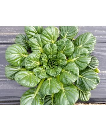 Spoon Mustard 'Tatsoi'