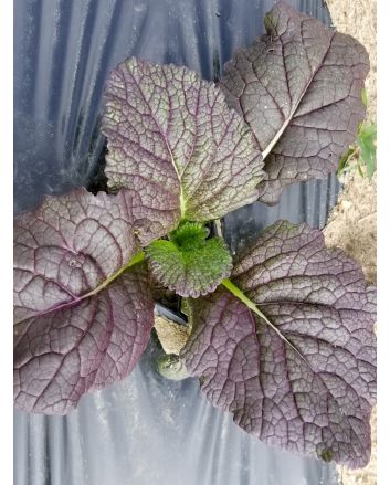 Broad-leaved Mustard 'Red Giant'