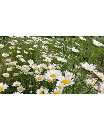 Roman Chamomile