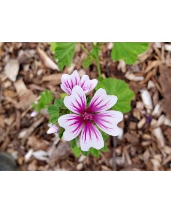 Mallow/French Hollyhock 'Zebrina'
