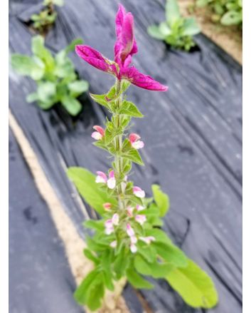 Salvia 'Marble Arch Rose' Seeds