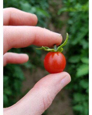 Tomato 'Koralik' 