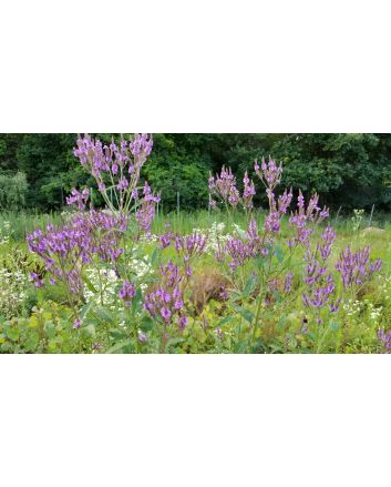 Blue Vervain