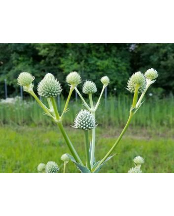 Rattlesnake Master 